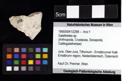 Foto (Objket + Etiketten) von Galatheites sp. 